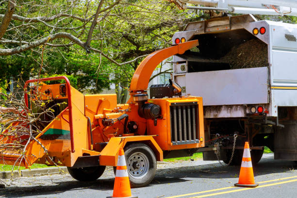 Best Root Management and Removal  in Yadkinville, NC