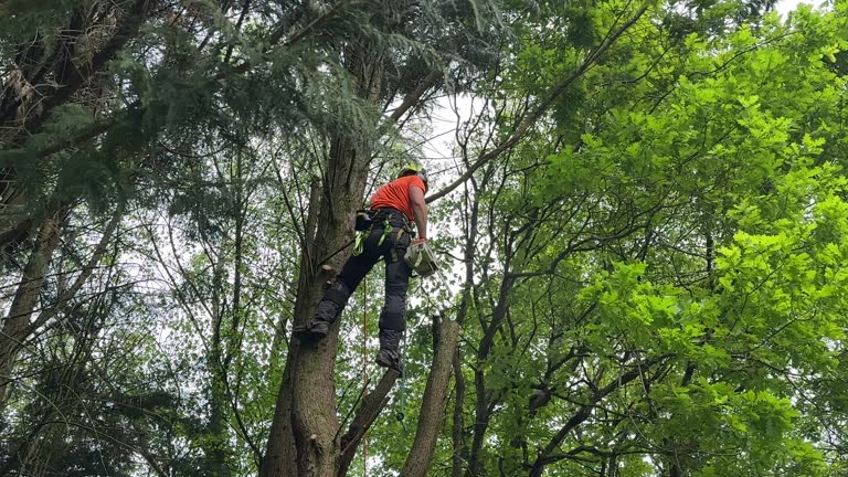 Best Utility Line Clearance  in Yadkinville, NC