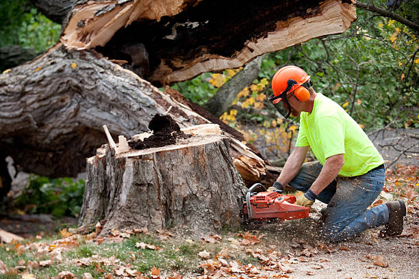 Best Leaf Removal  in Yadkinville, NC