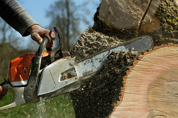 Best Tree Trimming and Pruning  in Yadkinville, NC